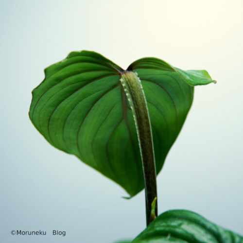 Philodendron mamei / フィロデンドロン マメイ - Moruneku blog