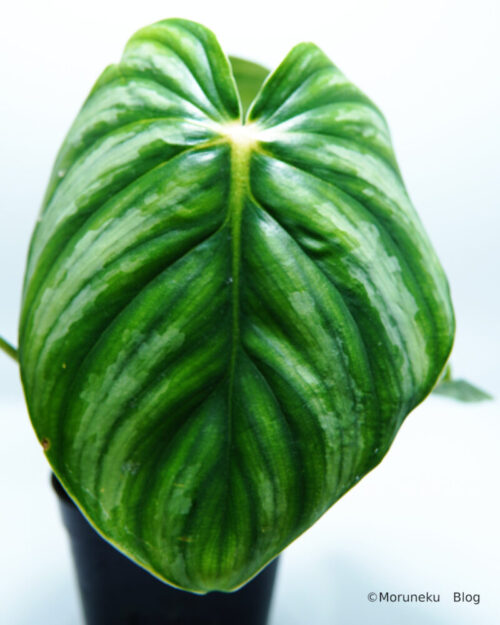 Philodendron plowmanii citrus / フィロデンドロン プラウマニ― シトラス - Moruneku blog